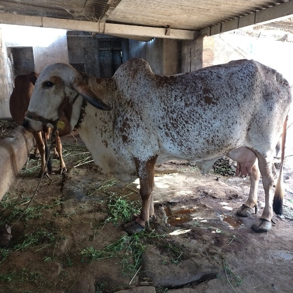 ગીર ગાય