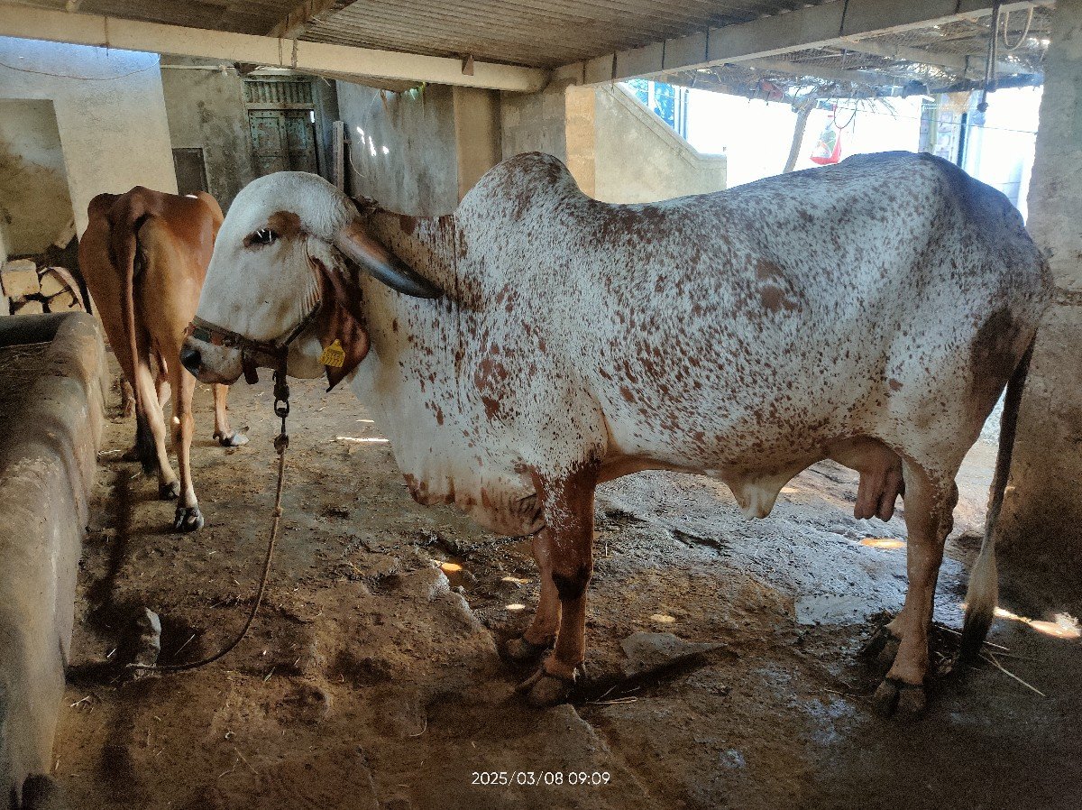 ગીર ગાય