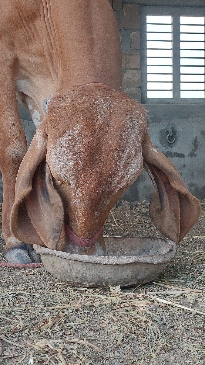 હોળકી  વેચવાની  છે