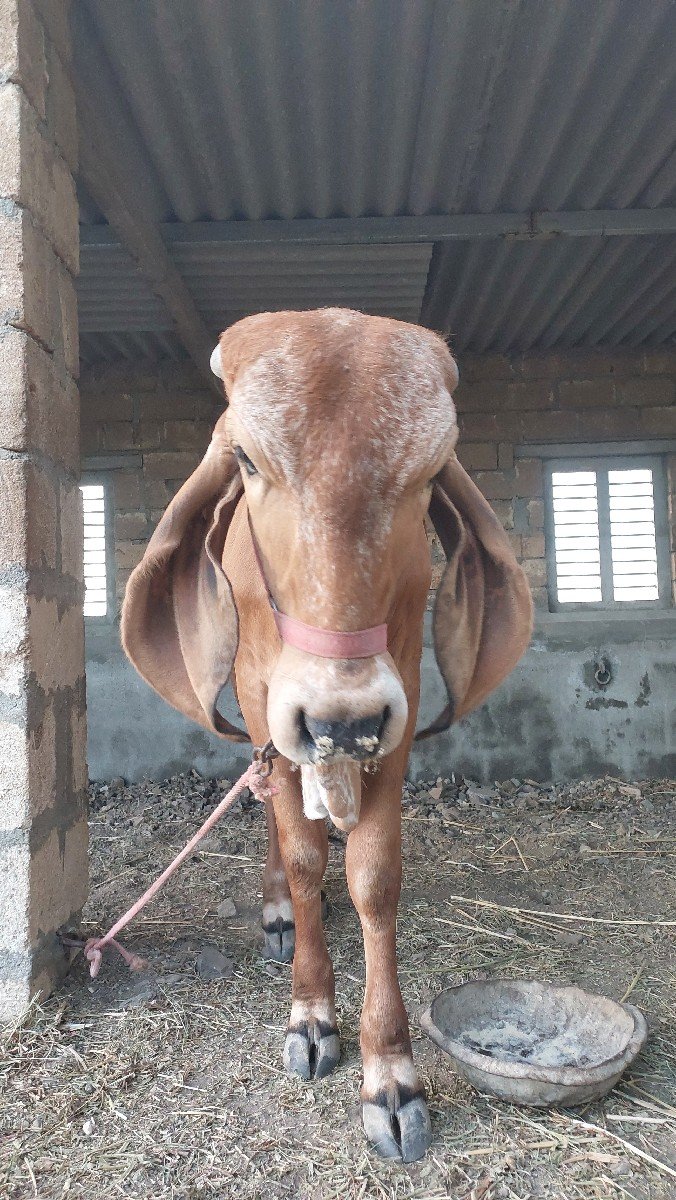 હોળકી  વેચવાની  છે