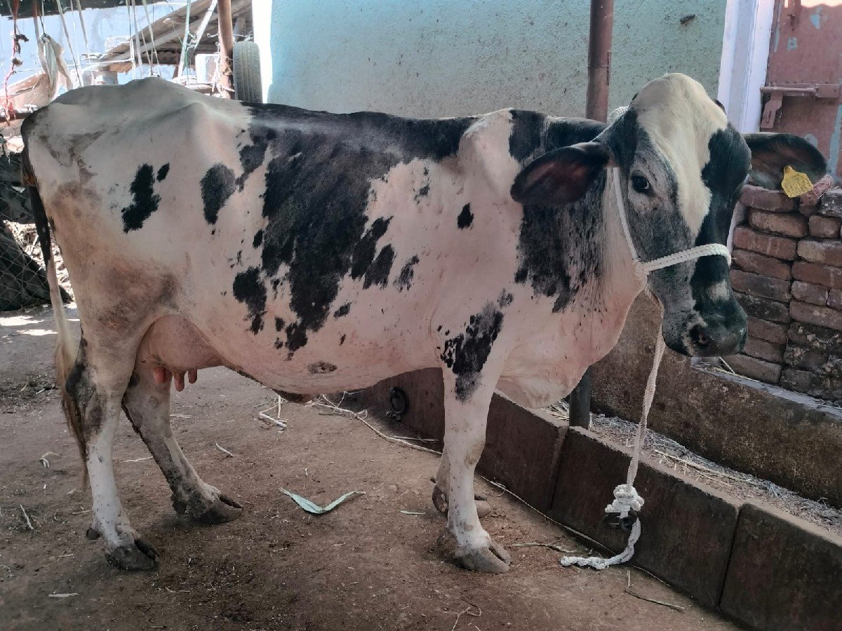 10 દિવસ ની વાર