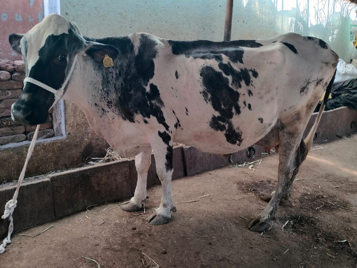 10 દિવસ ની વાર