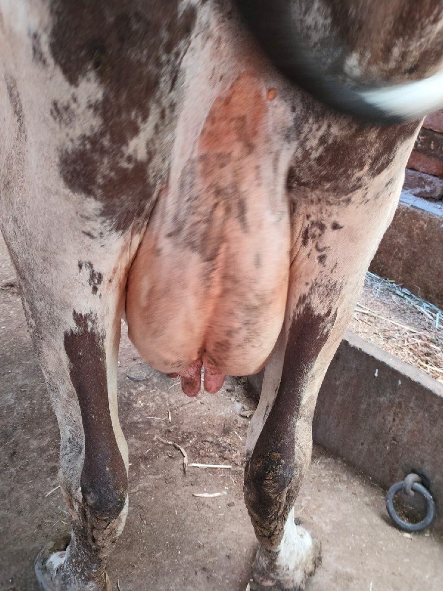 10 દિવસ ની વાર