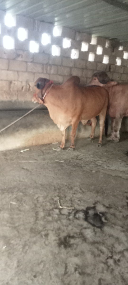 પેલાવેતરમા હોડકી વેછવાનીછૅ
