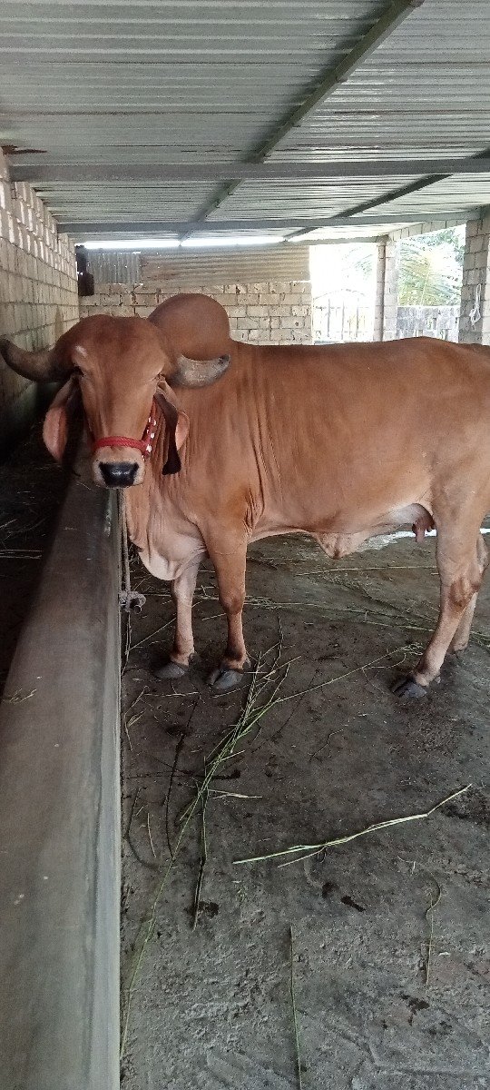 પેલાવેતરમા હોડકી વેછવાનીછૅ