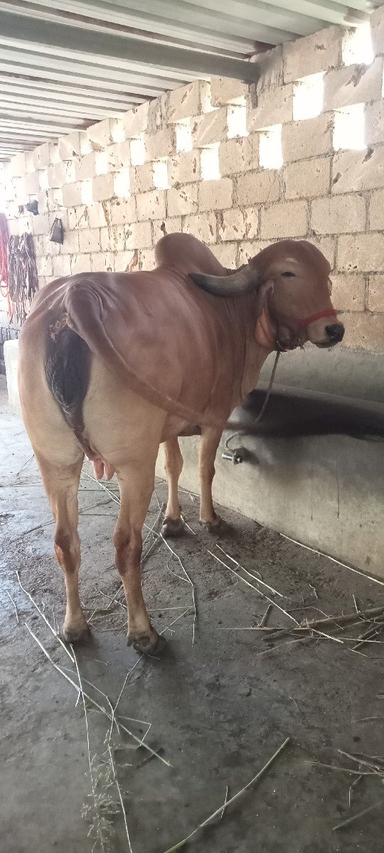 પેલાવેતરમા હોડકી વેછવાનીછૅ