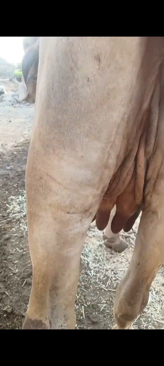 ગાય વેચવાની છે બીજું વેતર છે