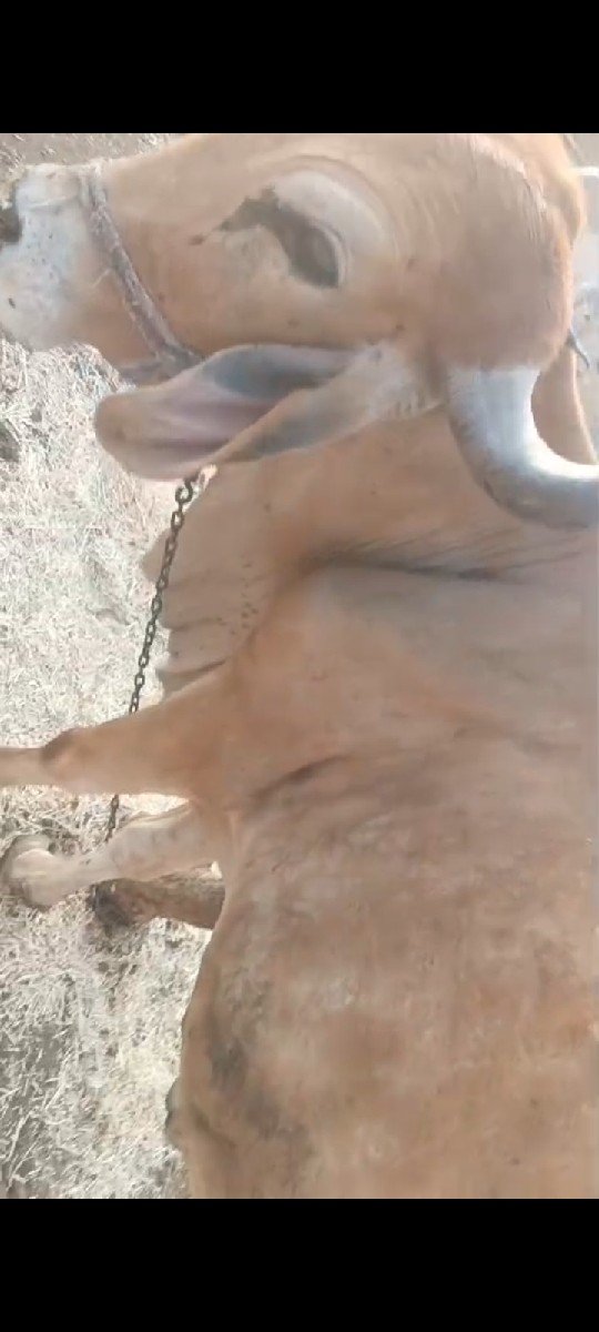 ગાય વેચવાની છે બીજું વેતર છે