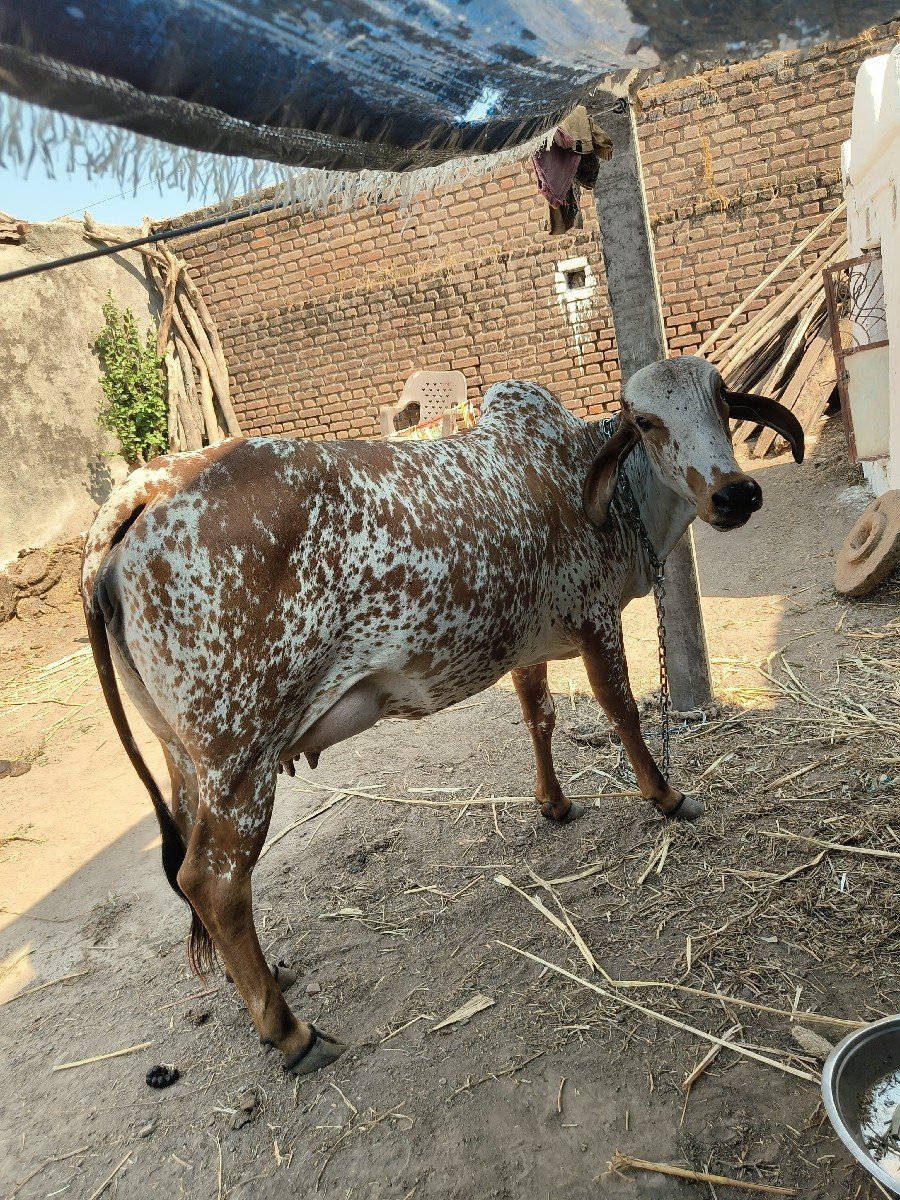 આ‌ કાબરી ઓડકી વેચાવ છે