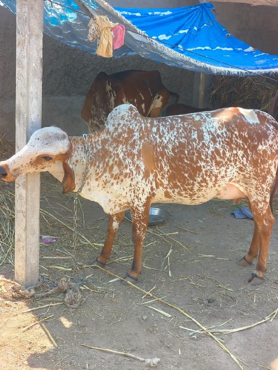 આ‌ કાબરી ઓડકી વેચાવ છે