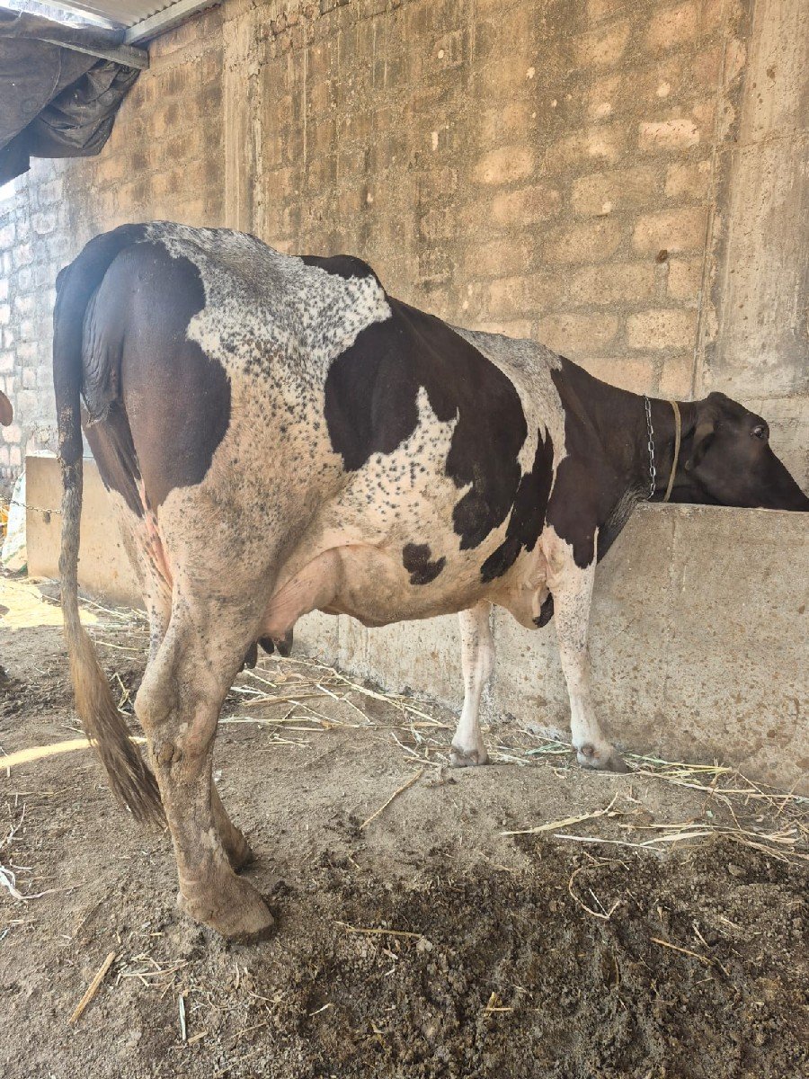 દસ દિવસની કાચી