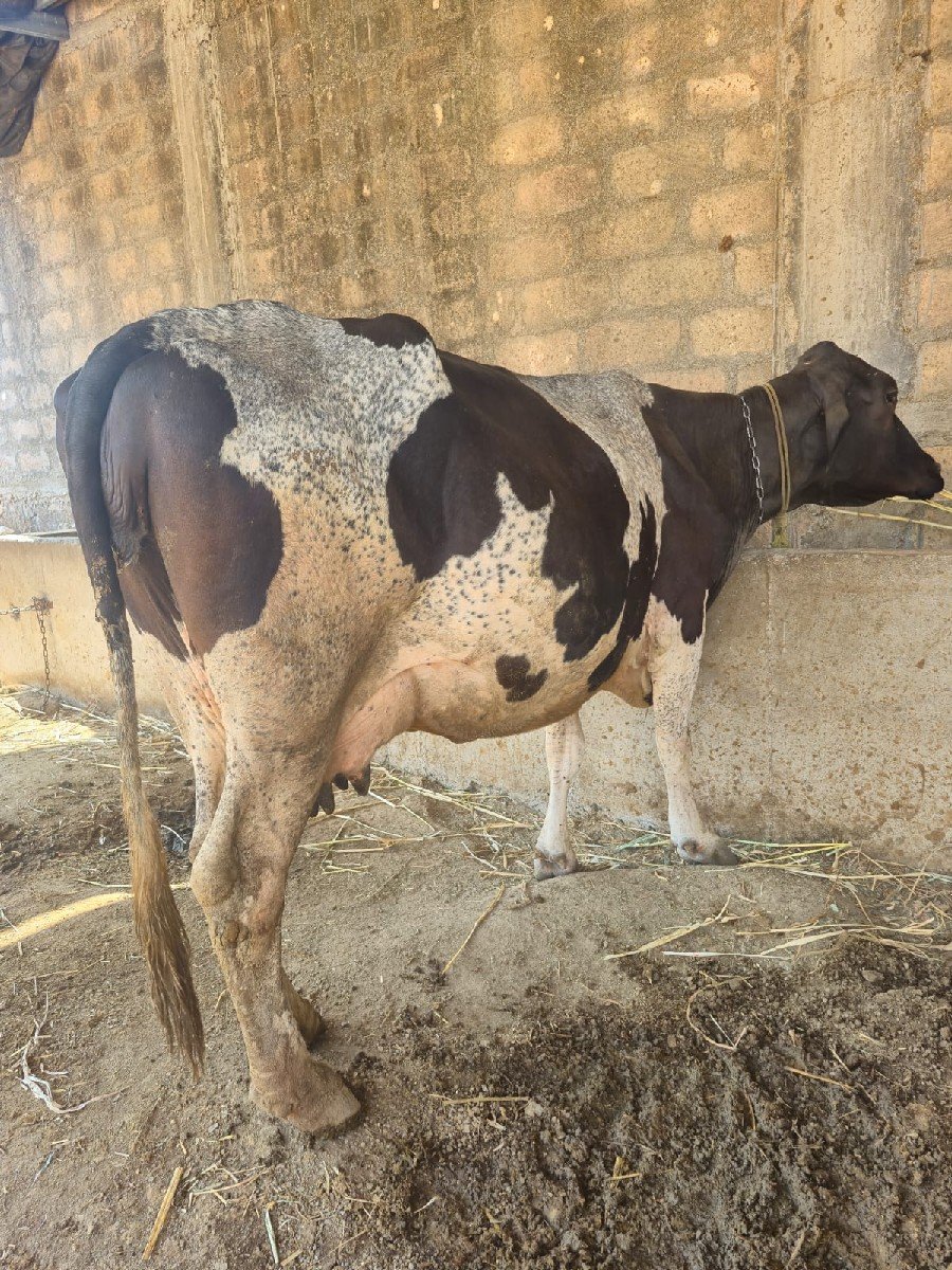 દસ દિવસની કાચી