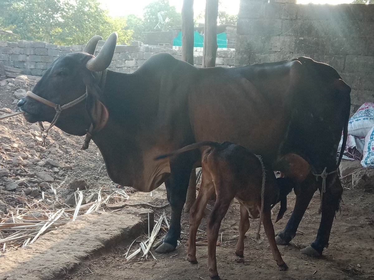 ત્રીજુ વેતર ગાય વેચવાની છે
