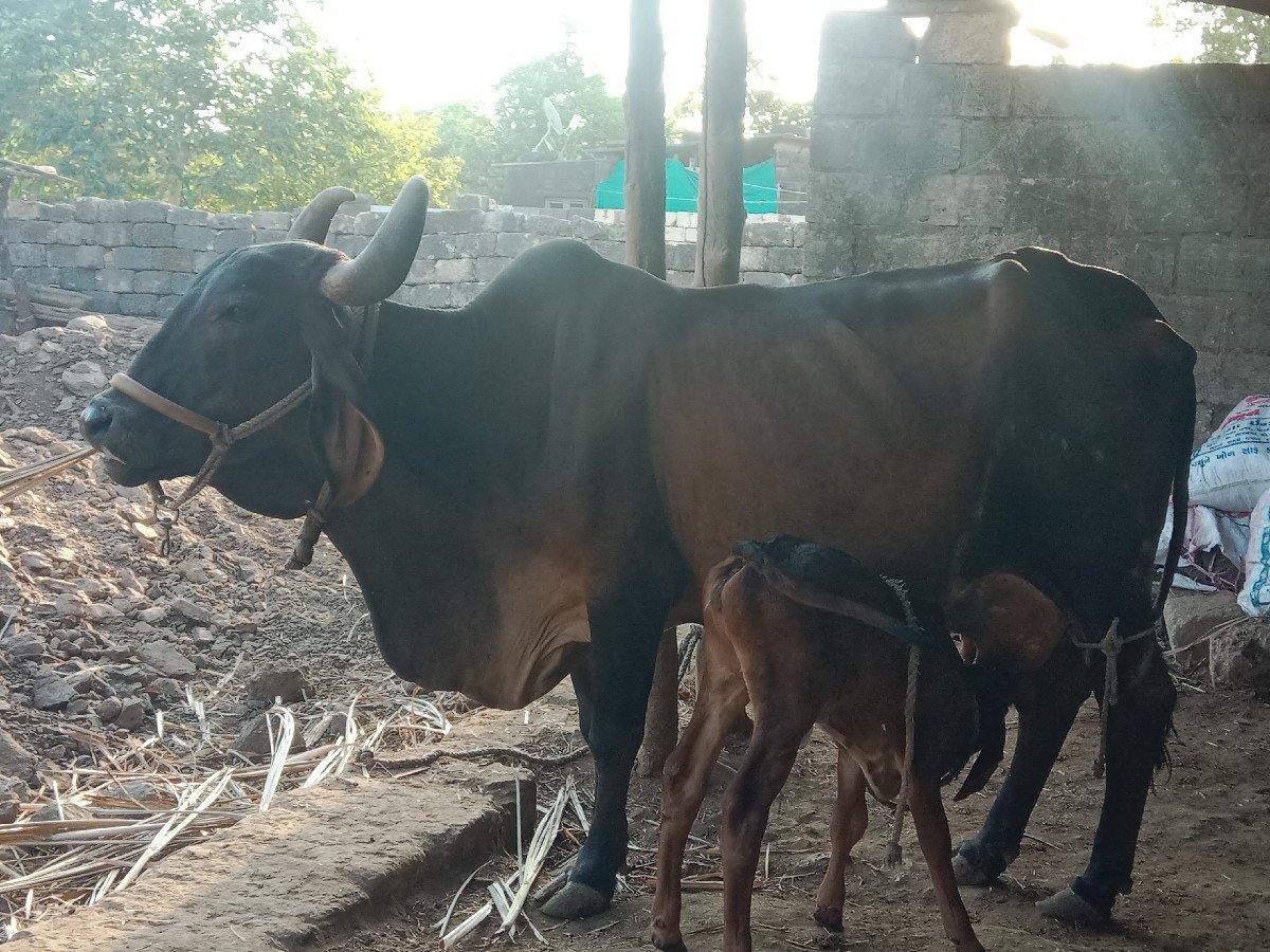 ત્રીજુ વેતર ગાય વેચવાની છે