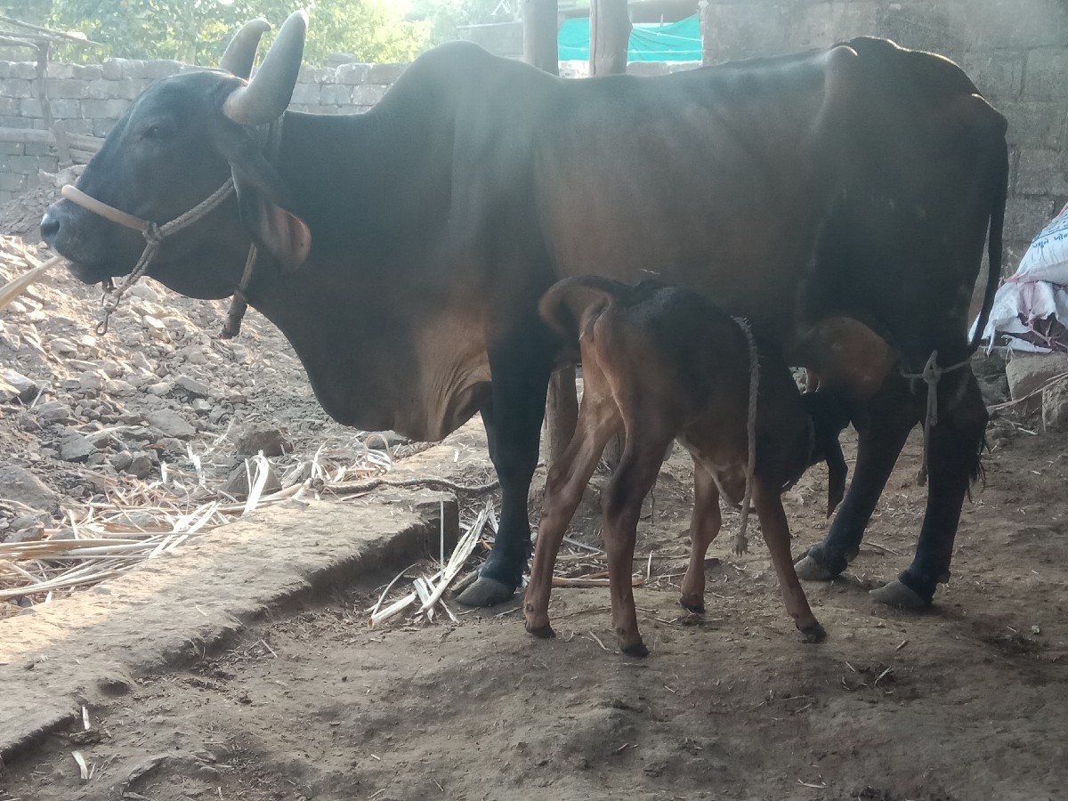 ત્રીજુ વેતર ગાય વેચવાની છે