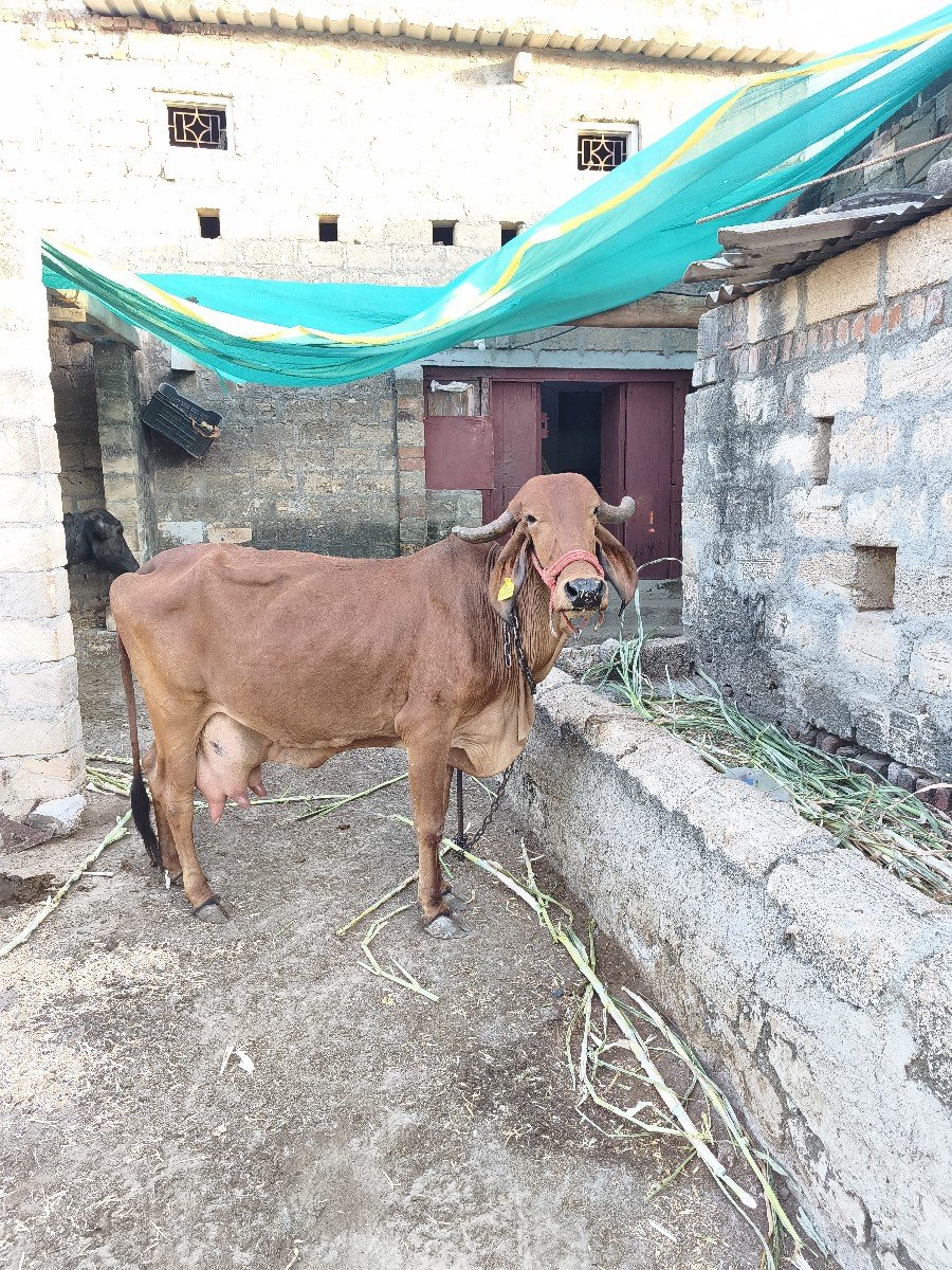 ગાય વેચવાની છે