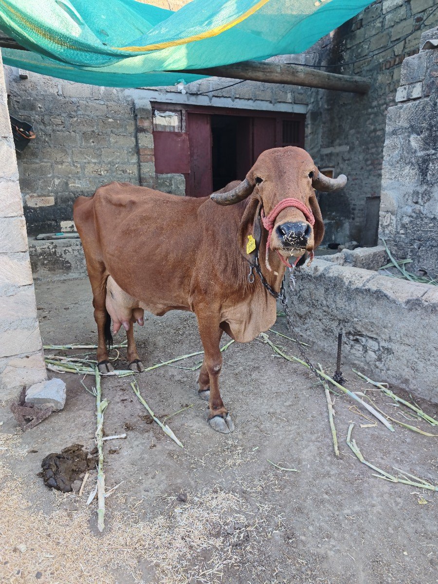 ગાય વેચવાની છે