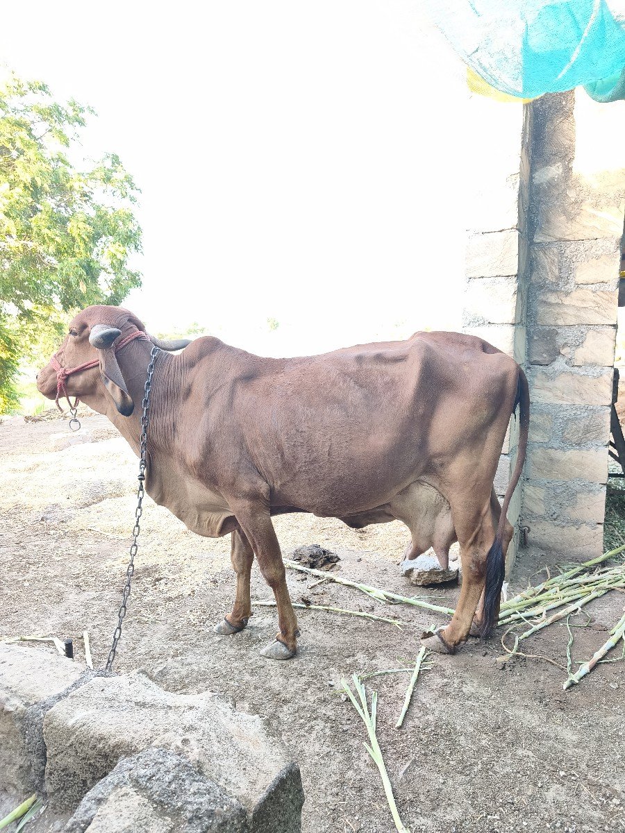 ગાય વેચવાની છે