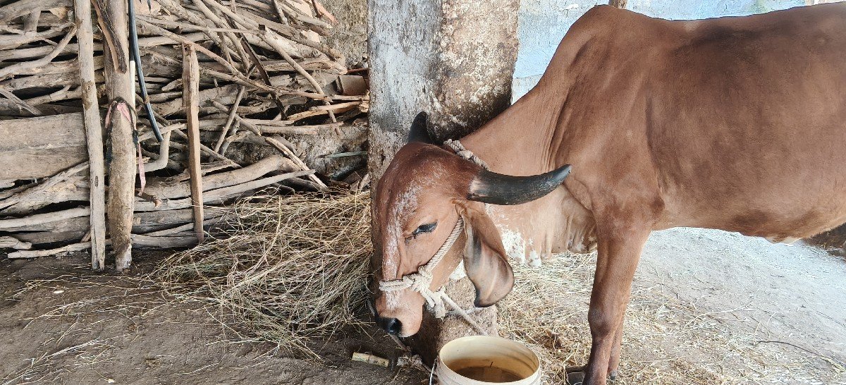 પેલું વતર..ગીર