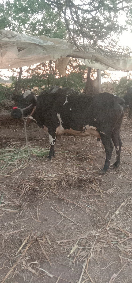 ગાય વેચવાની છે