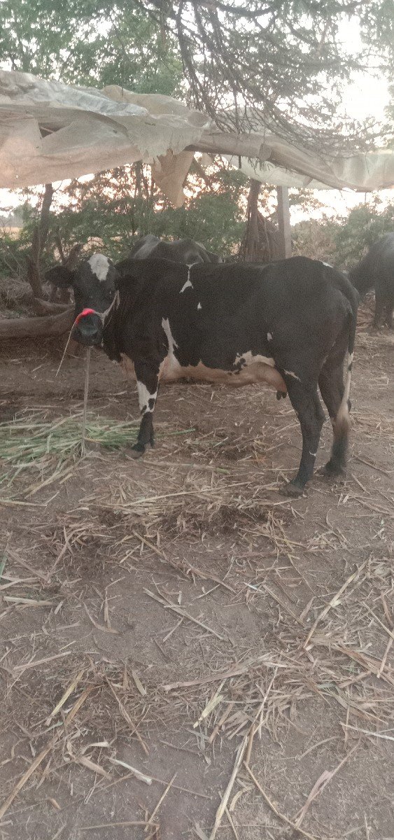 ગાય વેચવાની છે