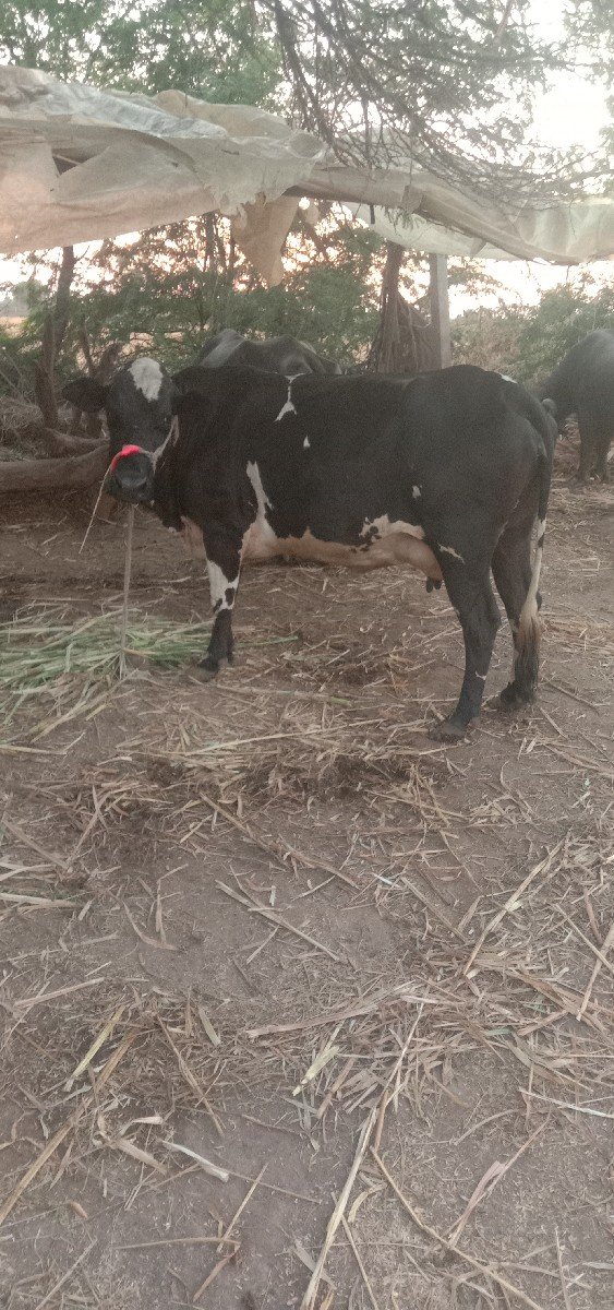 ગાય વેચવાની છે