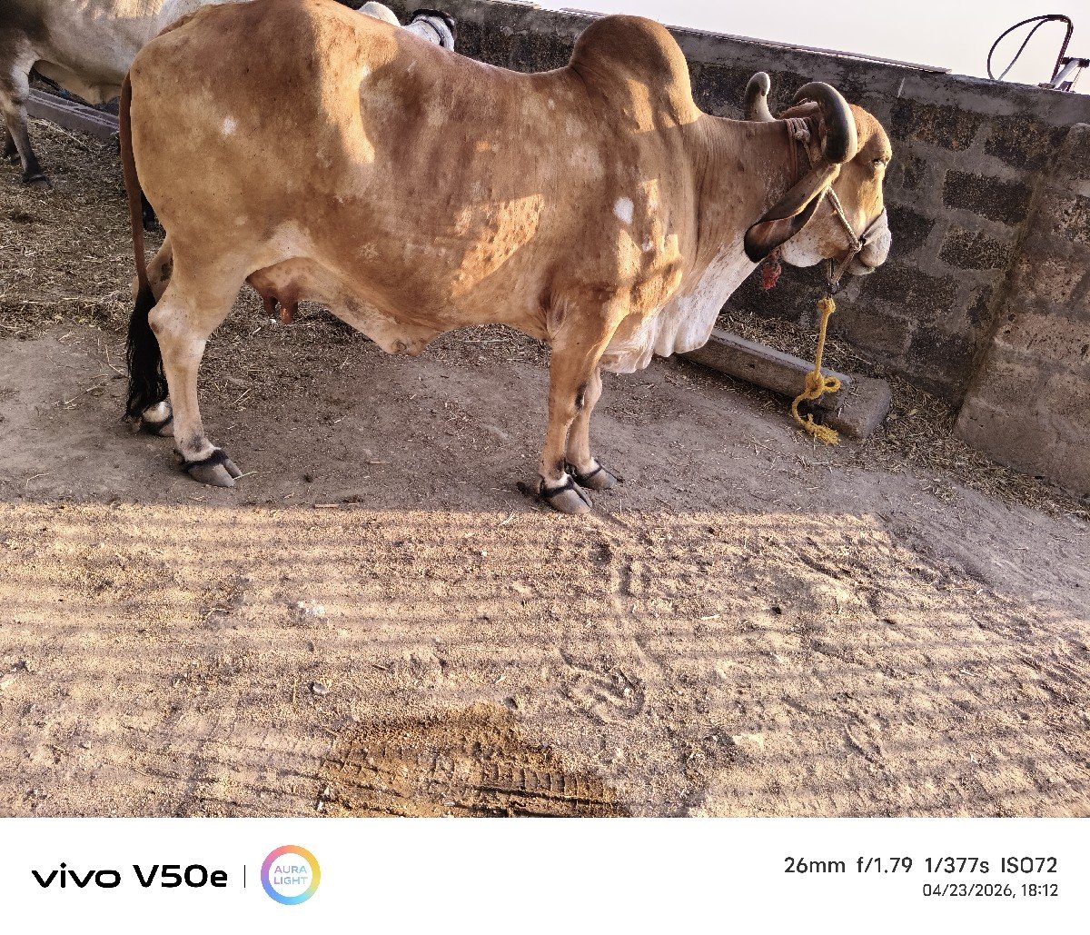 ગાય
