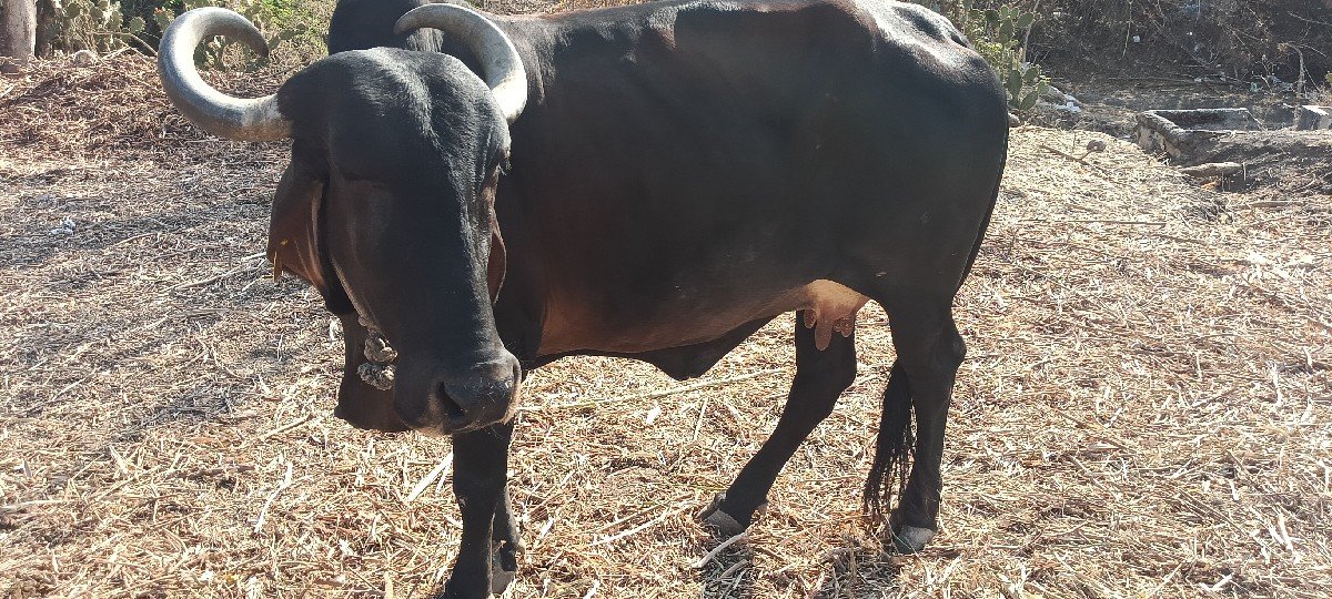 ગાય વેચવાની છે