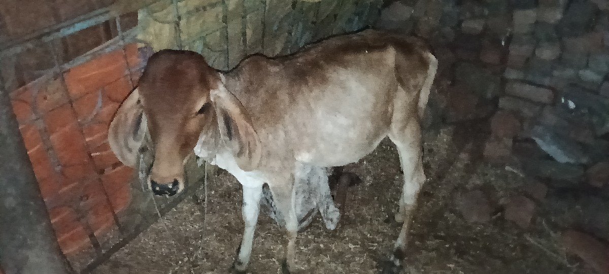 ગાય વેચવાની છે