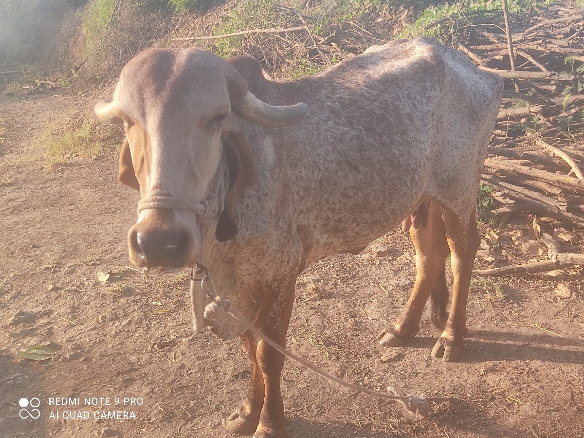 ગાય વેચવાની છે
