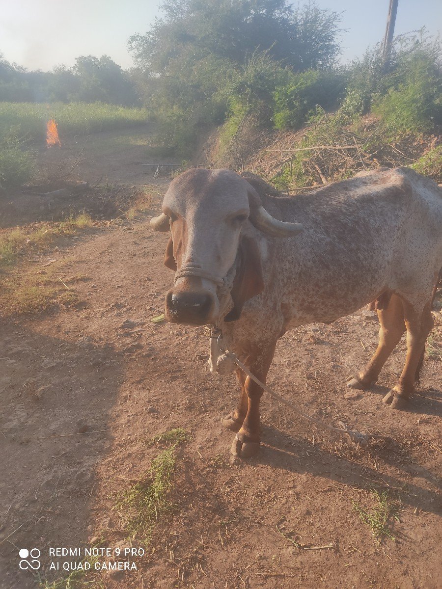 ગાય વેચવાની છે