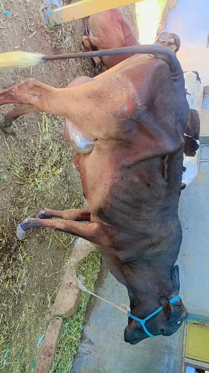 HF ગાય આપવાની સે