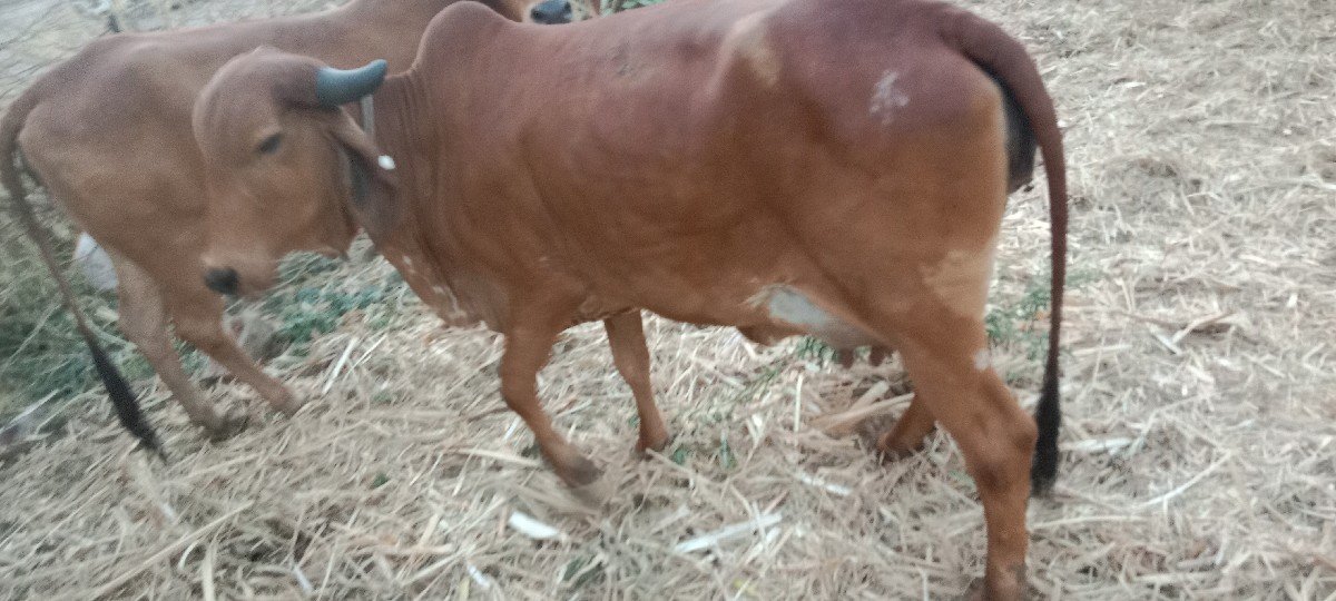 સાવ સોજી ગાય