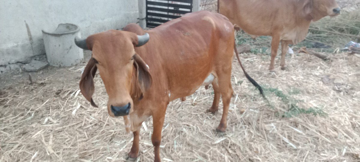 સાવ સોજી ગાય