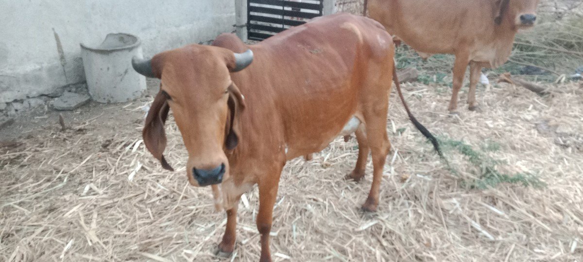 સાવ સોજી ગાય