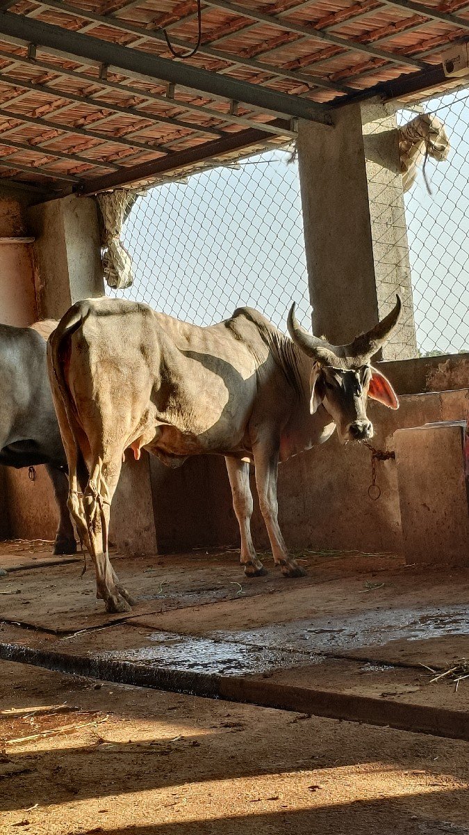 કાકરેજ ગાય વેશવાની છે