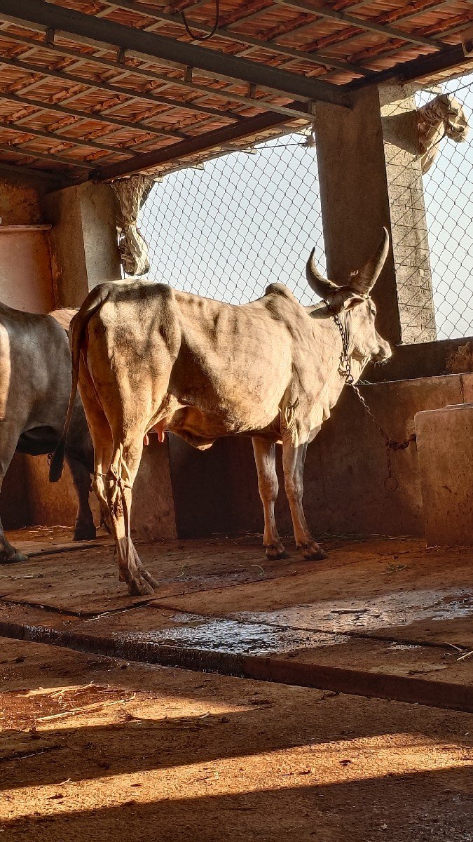 કાકરેજ ગાય વેશવાની છે