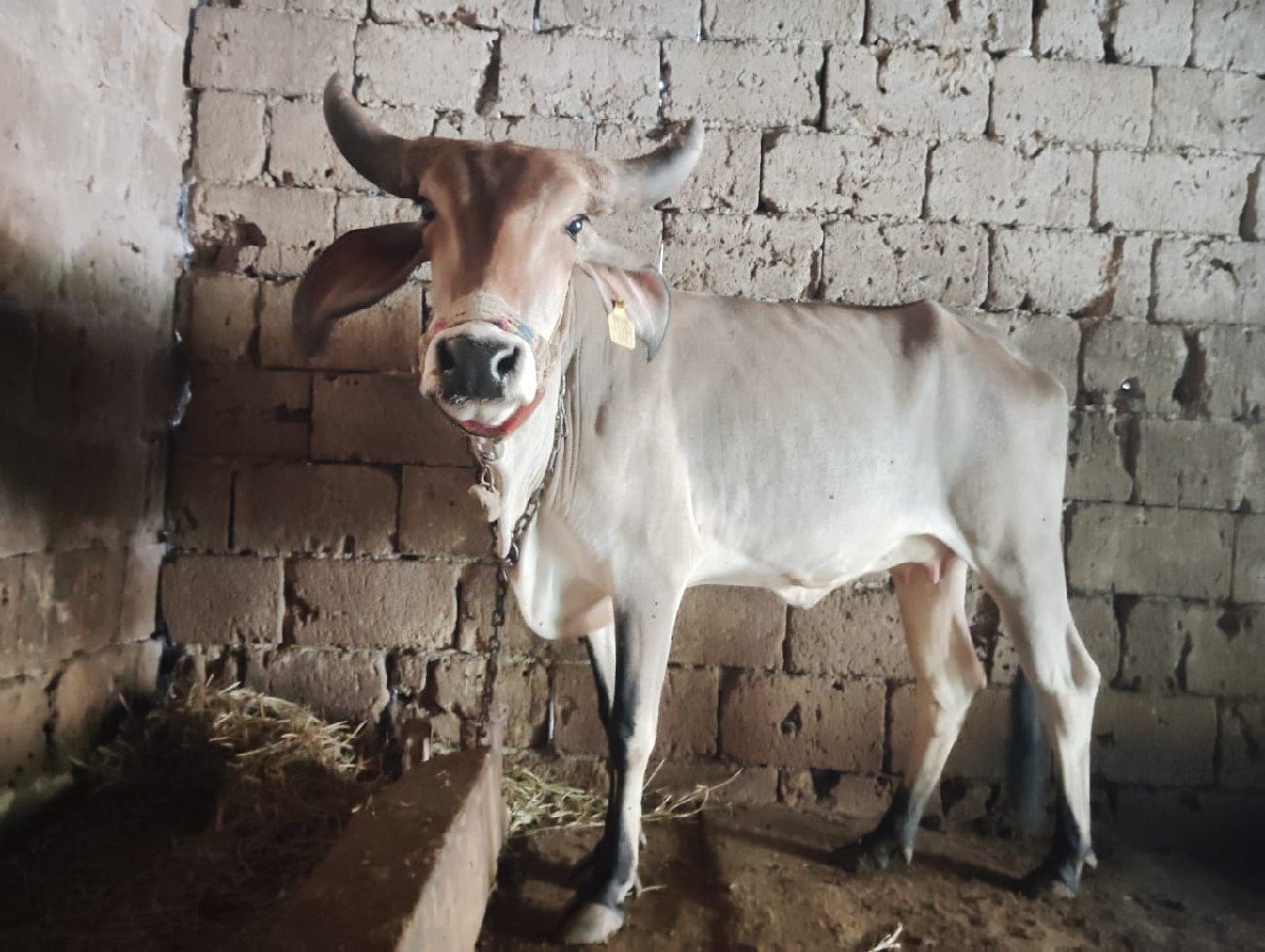 ગાય