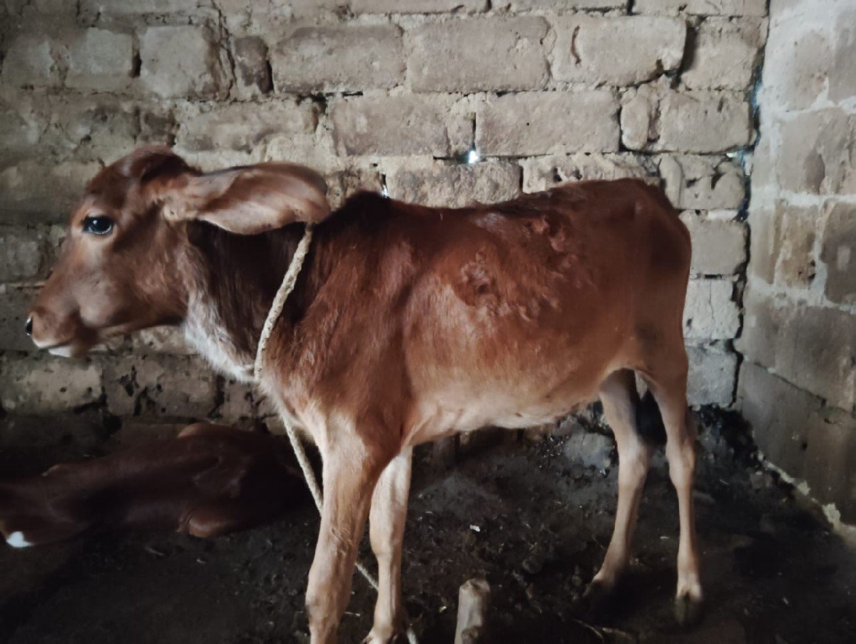 ગાય