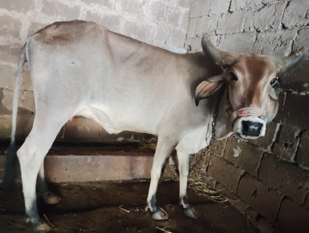 ગાય
