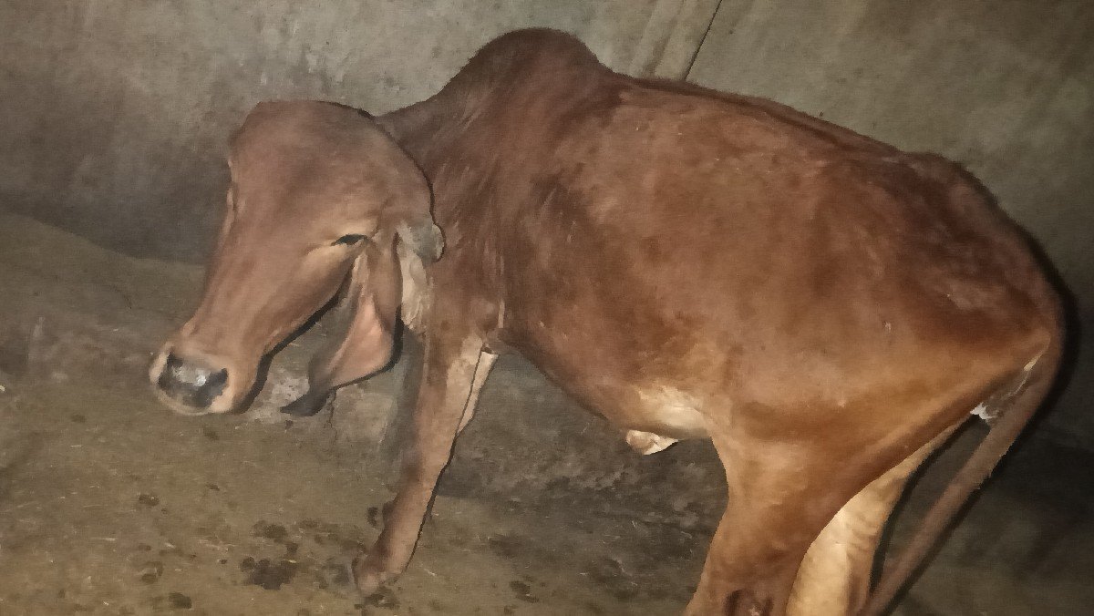 ગીર