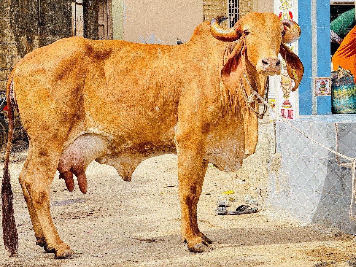 સોનકપિલા ગાય વેચવાની છે