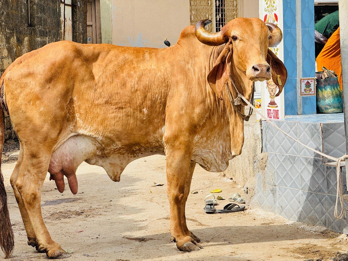સોનકપિલા ગાય વેચવાની છે