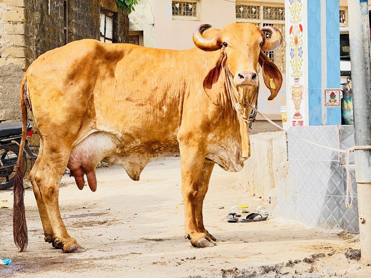 સોનકપિલા ગાય વેચવાની છે