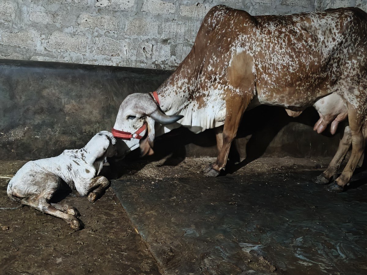 ગીર ગાય ઓરિનલ ગીર બ્રિડિંગ
