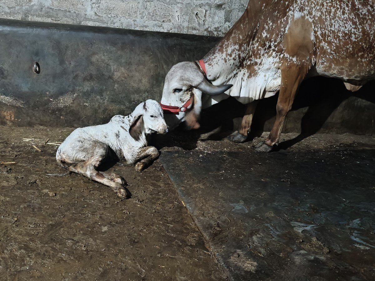 ગીર ગાય ઓરિનલ ગીર બ્રિડિંગ