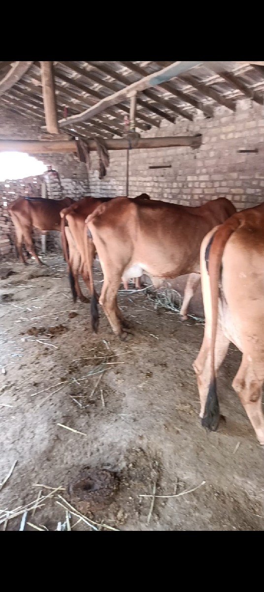 4 ગાયું વેચવા ની સે