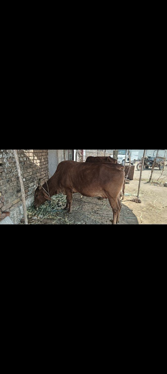 4 ગાયું વેચવા ની સે