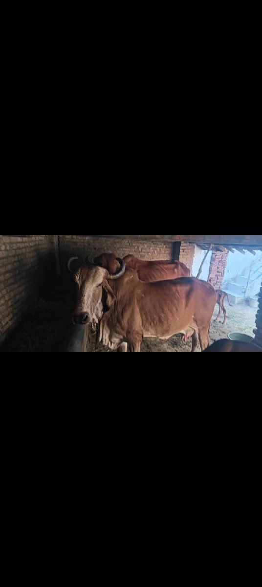 4 ગાયું વેચવા ની સે