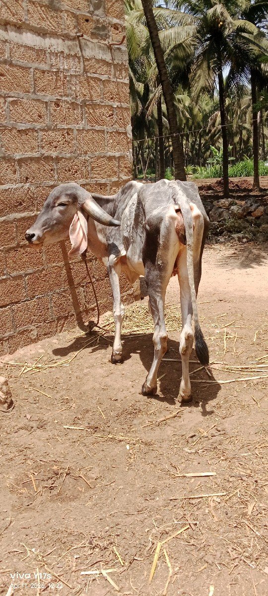 એસફ હોડકી વેચવાની છે